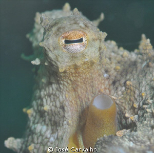Octopus close-up, Emissário da Guia, Cascais - Portugal. ... by José Carvalho 
